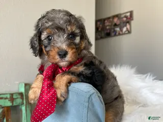 Miniature Poodle dogs Akc Blue Merle Phantom - Ad 13