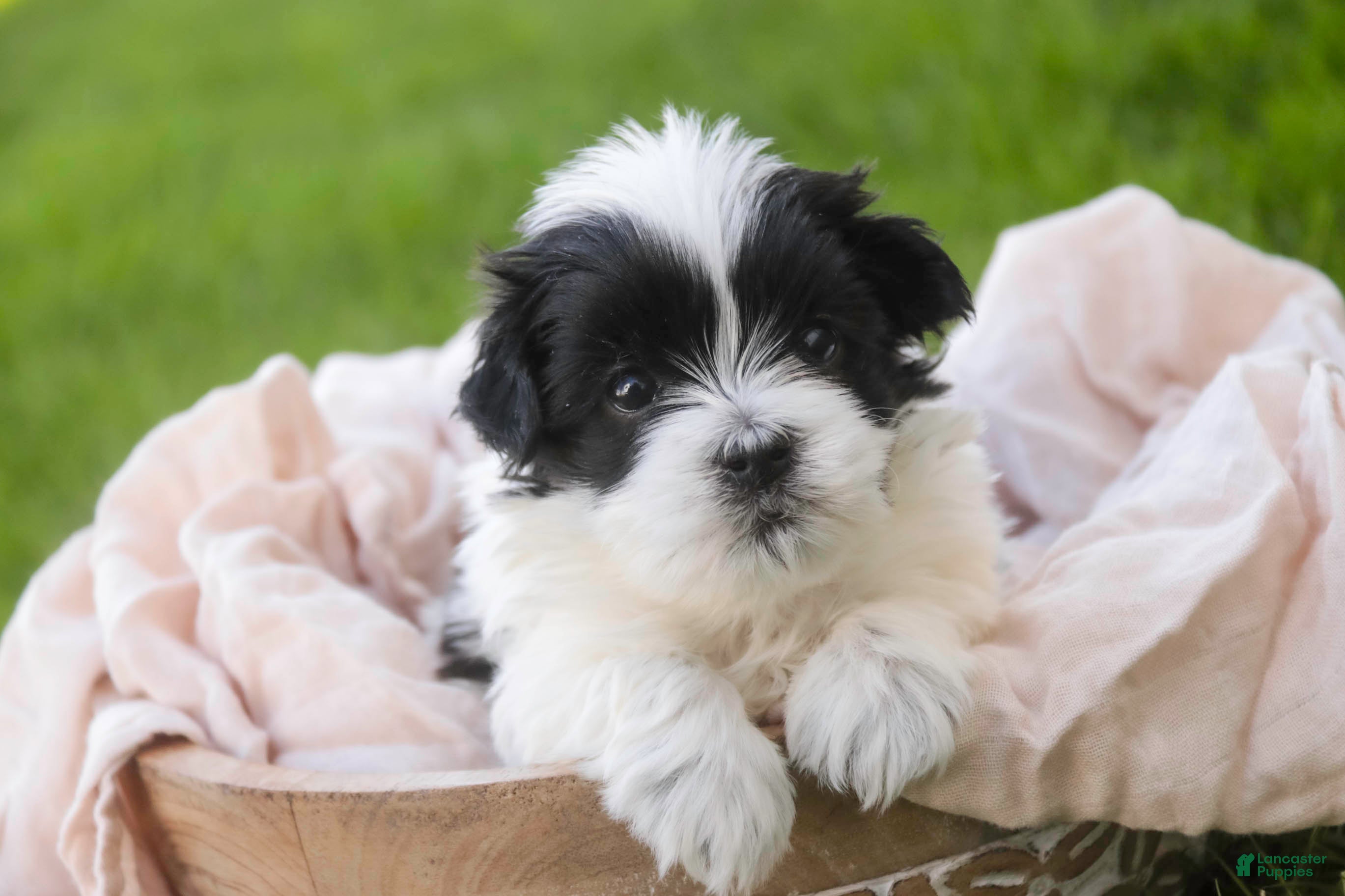 Havanese dogs Ivan Havanese Puppy  - Ad 2