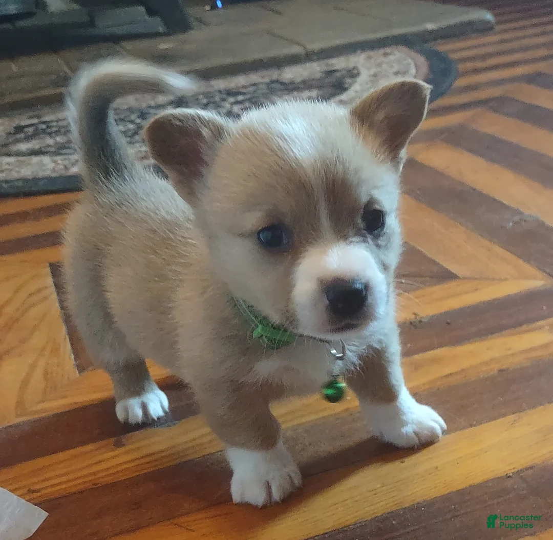 Welsh Corgi Pembroke dogs for sale: Green collar  - Ad 2