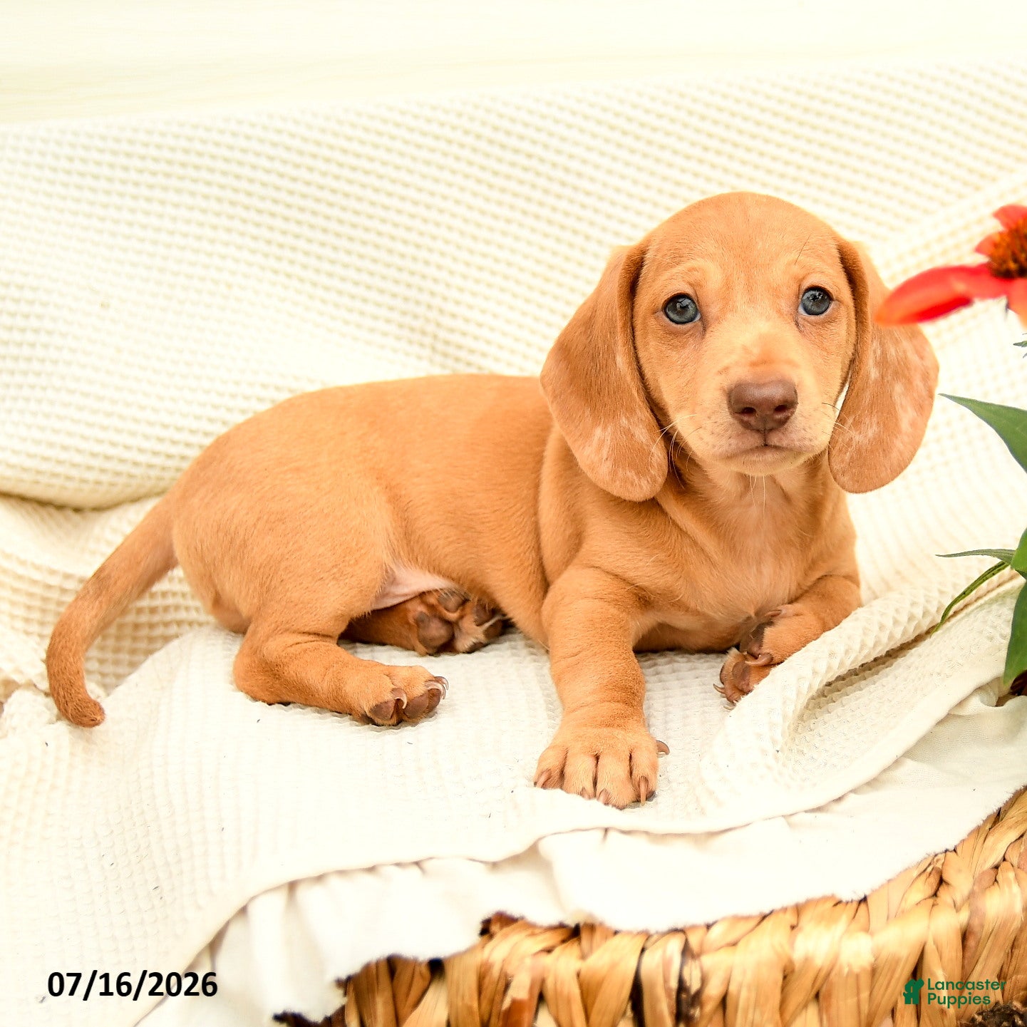 Miniature Dachshund dogs Ginger - Ad 2