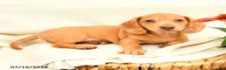 Miniature Dachshund dogs for sale: Ginger - Ad 2