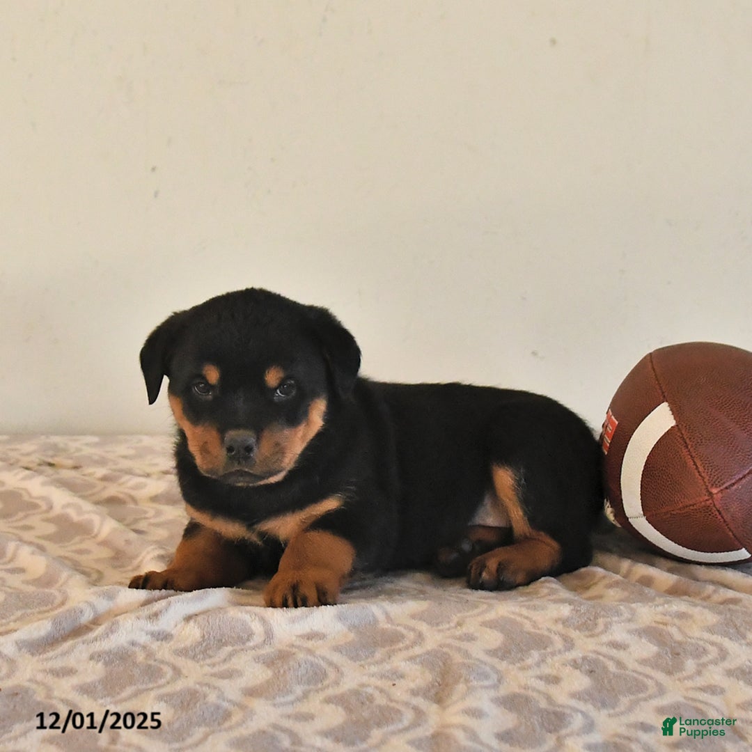 Rottweiler dogs for sale: Nixie - Ad 4