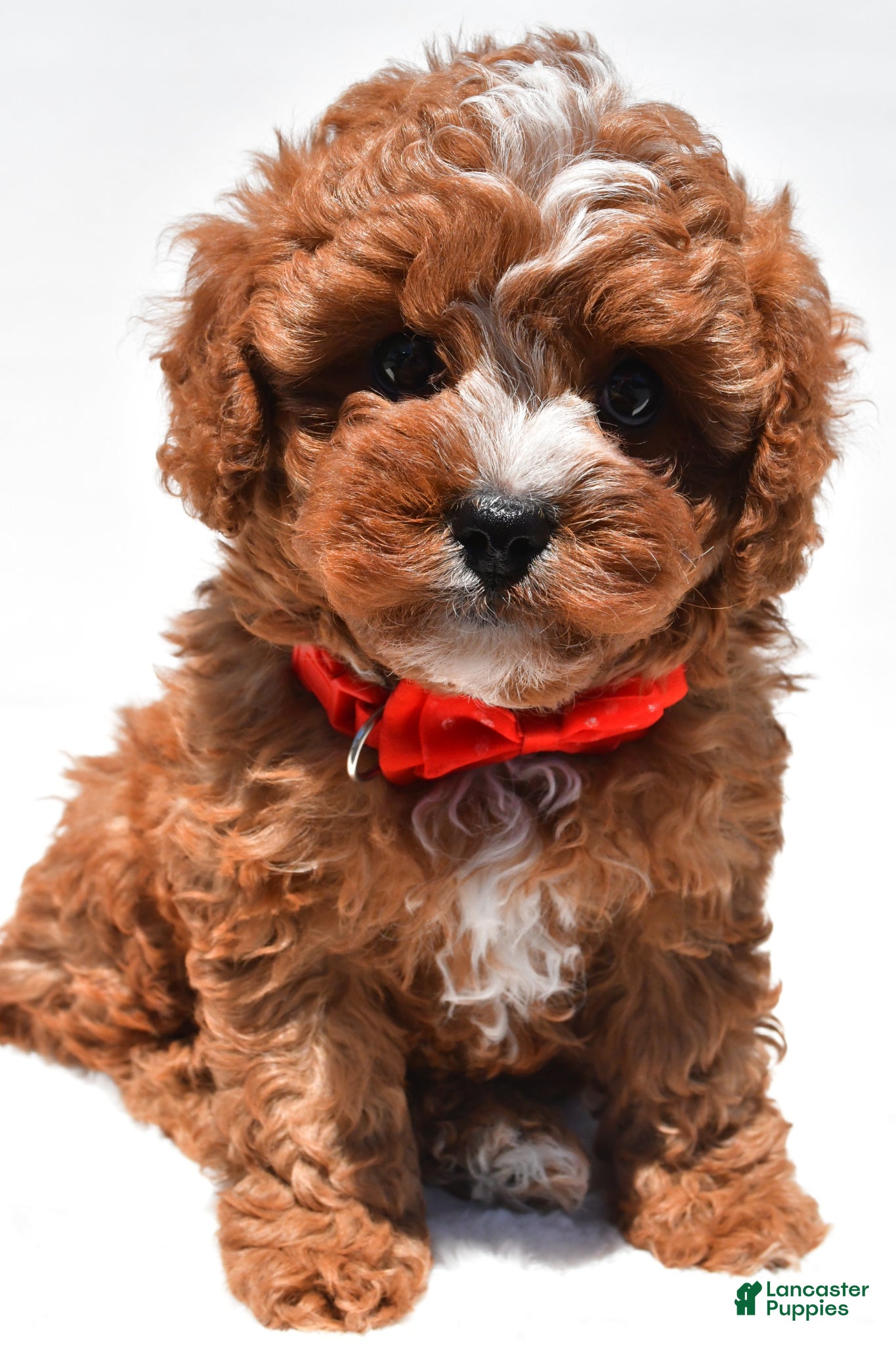Cavapoo dogs Zain f1b - Ad 2