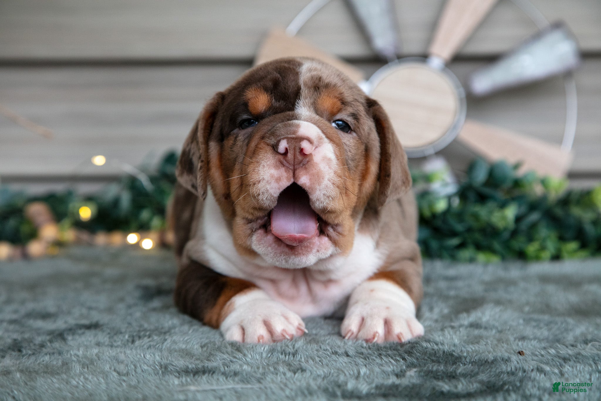 Beabull dogs Sarge - Ad 2