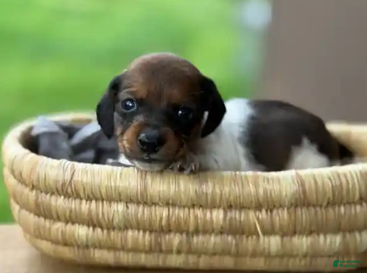 Miniature Dachshund dogs Red Pie Smooth coat BOY - Ad 4