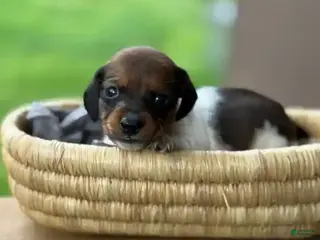 Miniature Dachshund dogs Red Pie Smooth coat BOY - Ad 4