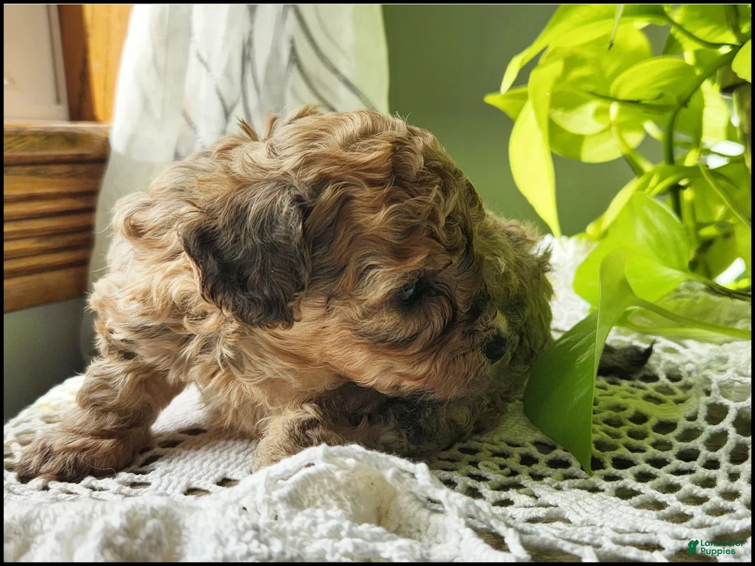 Toy Poodle dogs for sale: Tara - Ad 6
