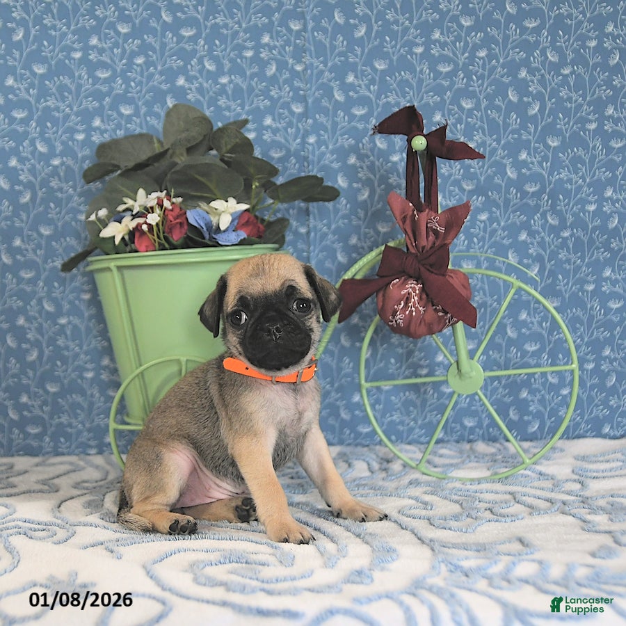 Pug dogs Lorita - Ad 9