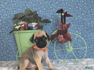 Pug dogs Lorita - Ad 20