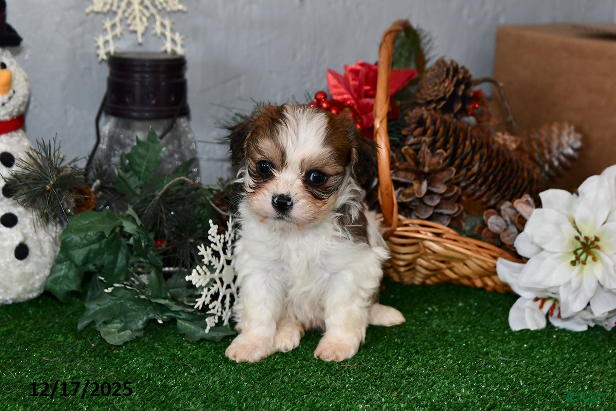 Cavachon dogs Rocky - Ad 34