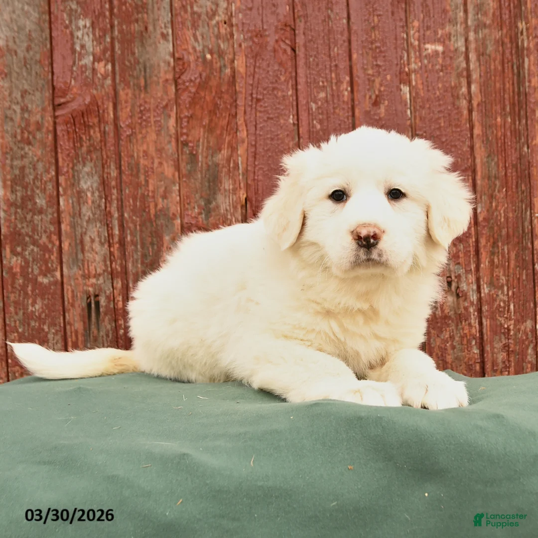 Great Pyrenees dogs for sale: Ranger - Ad 3