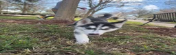 Siberian Husky dogs for sale: Siberian Husky Puppy 1 - Ad 2