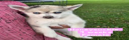 Pomsky dogs for sale: Honeysuckle  - Ad 3
