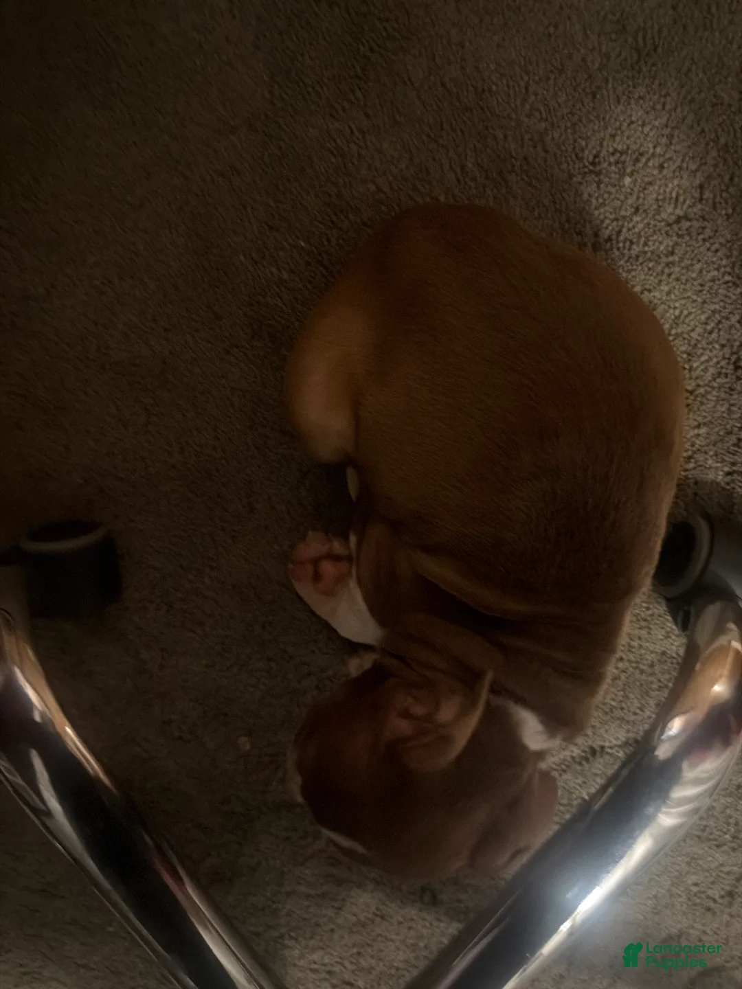 American Pit Bull Terrier dogs for sale: American Pit Bull Terrier Puppy 2 - Ad 2