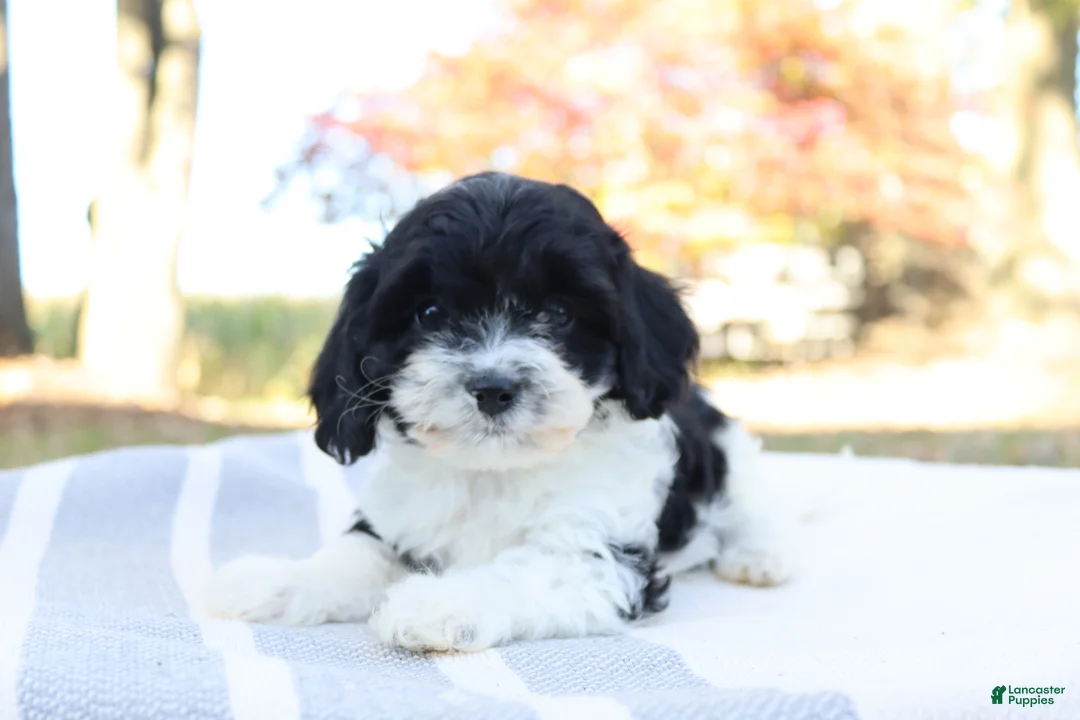 Cavapoo dogs for sale: Emder - Ad 9