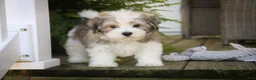 Havanese dogs for sale: Darcy Havanese  - Ad 3