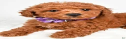 Miniature Poodle dogs for sale: Hilda - Ad 5