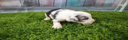 Miniature Australian Shepherd dogs for sale: Freedom - Ad 11