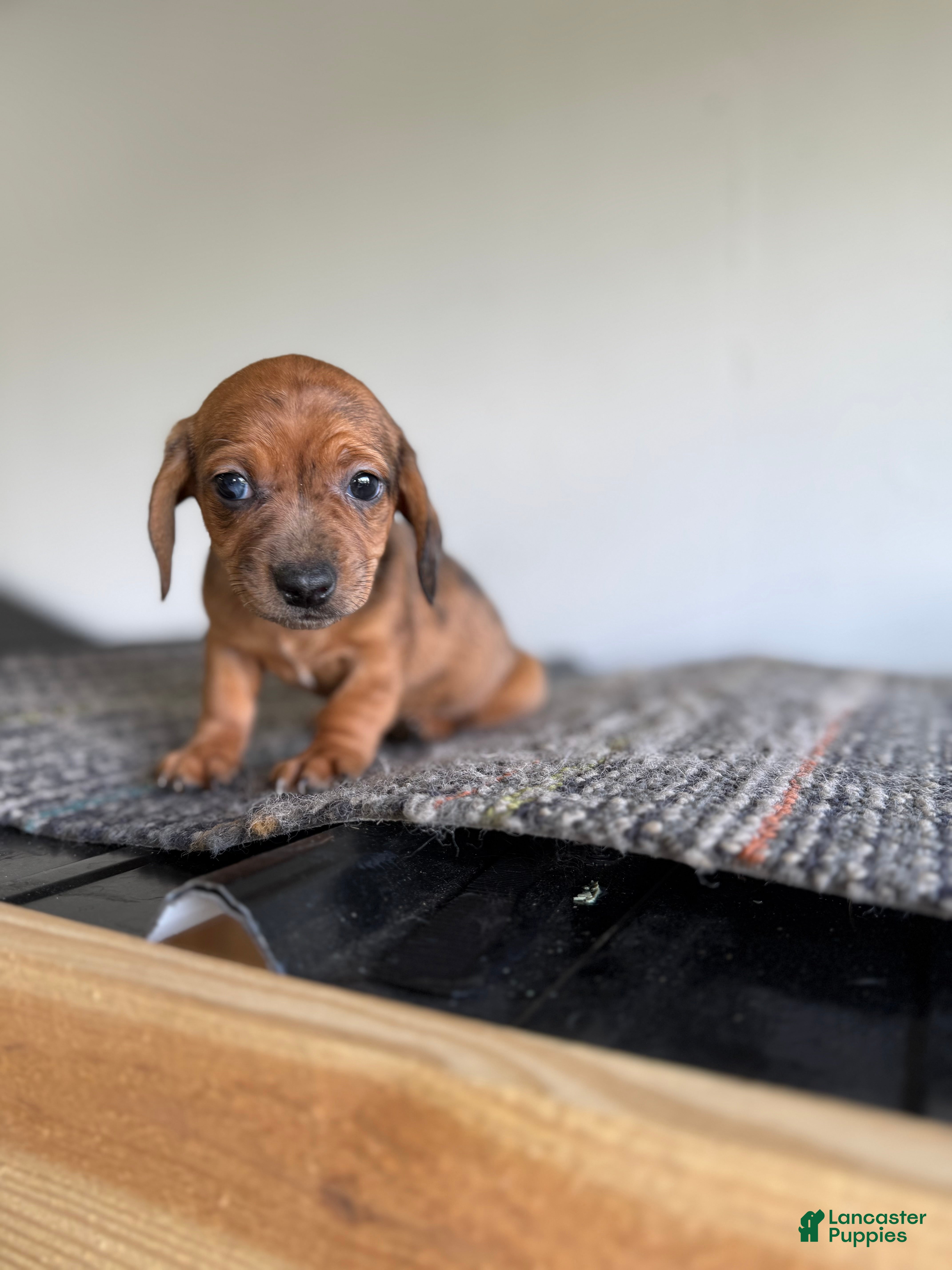 Miniature Dachshund dogs Kami  - Ad 31
