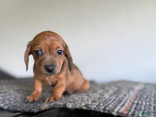 Miniature Dachshund dogs Kami - Ad 30
