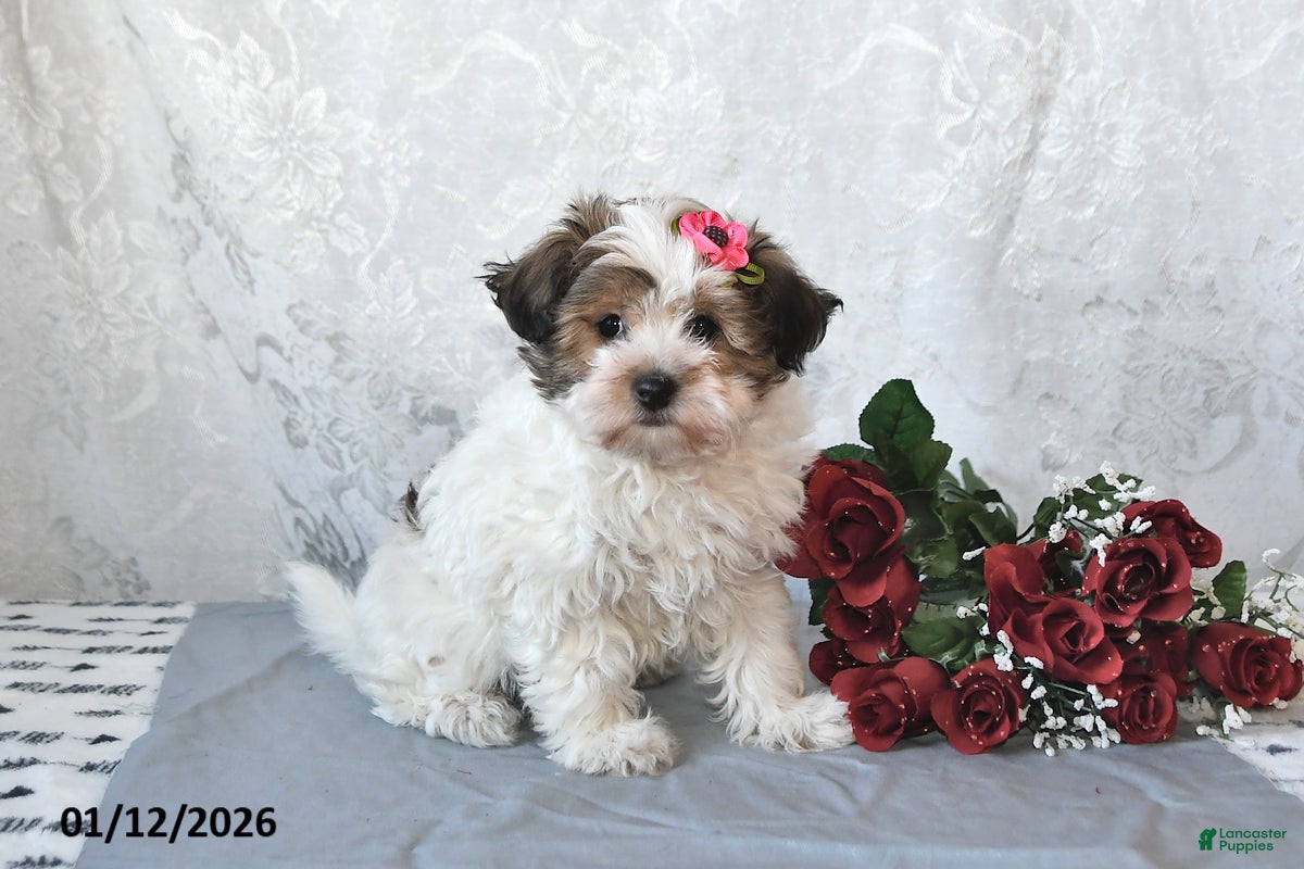 Havapoo dogs Bridget - Ad 31