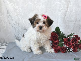 Havapoo dogs Bridget - Ad 31