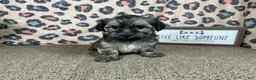 Havanese dogs for sale: Havanese 1 - Ad 8