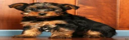 Yorkshire Terrier dogs for sale: Mason - Ad 1