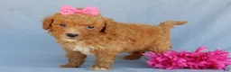 Mini Goldendoodle dogs for sale: Sasha - Ad 3