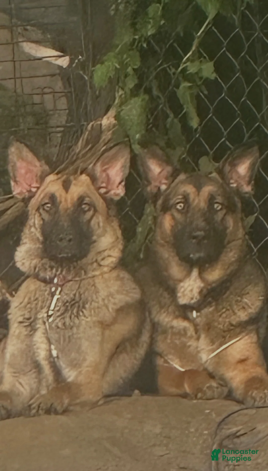 German Shepherd dogs for sale: German Shepherd 3 - Ad 2