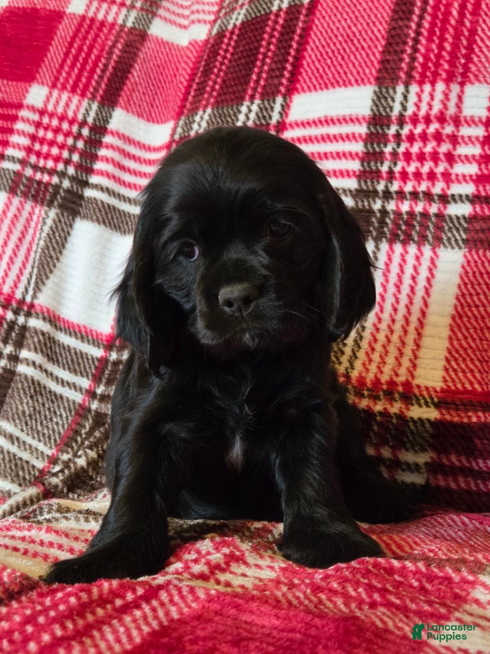 Mixed Breed dogs Lila  - Ad 2