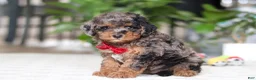 Cavapoo dogs for sale: Oakley - Ad 4