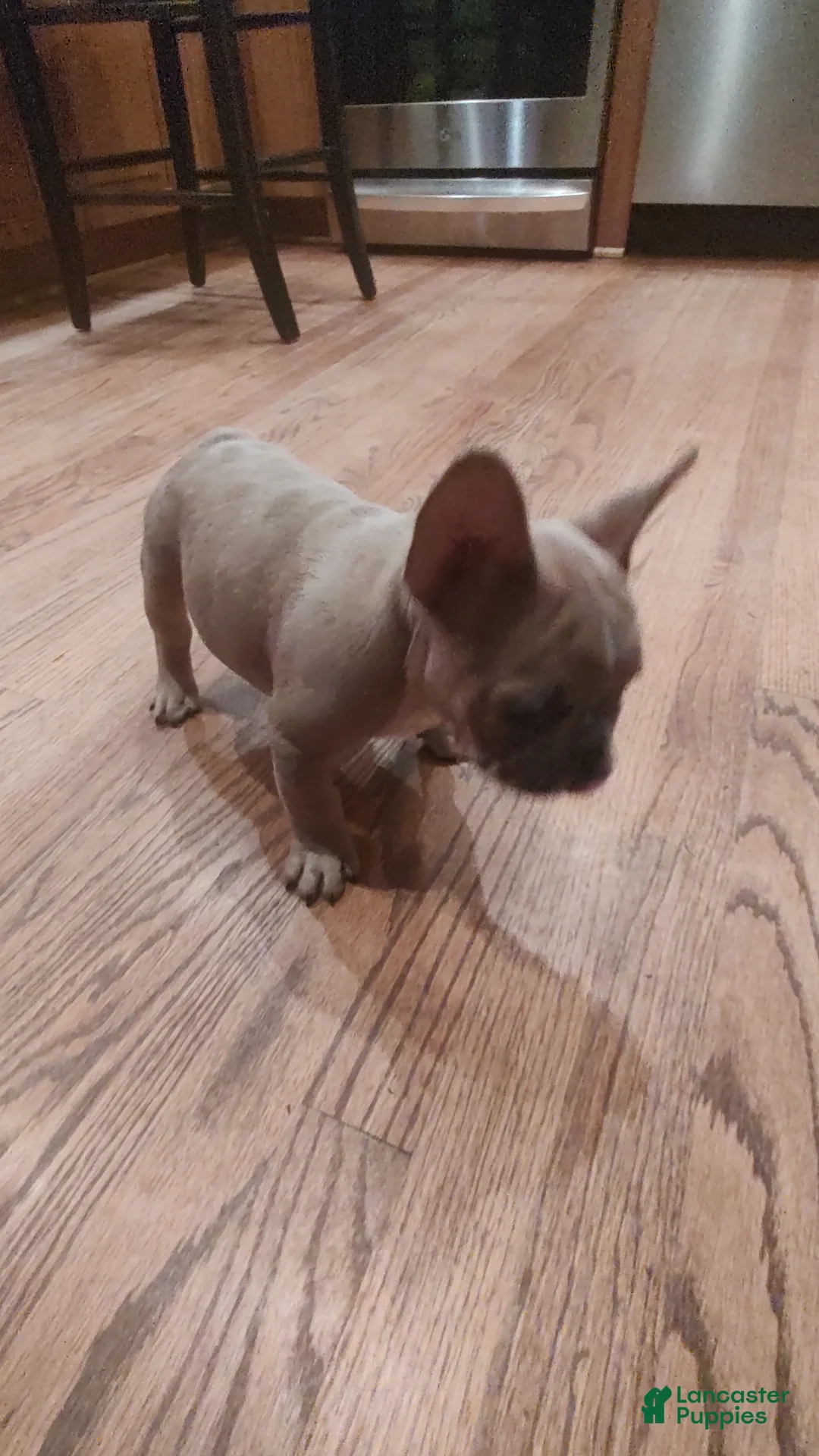French Bulldog dogs for sale: Bryson - Ad 1