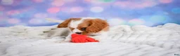 Cavalier King Charles Spaniel dogs for sale: Sasha - Ad 10