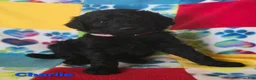 Standard Poodle dogs for sale: Charlie - Ad 1