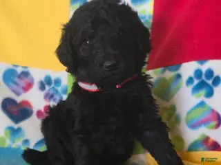 Standard Poodle dogs Charlie - Ad 8