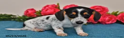 Miniature Dachshund dogs for sale: Lacey - Ad 3