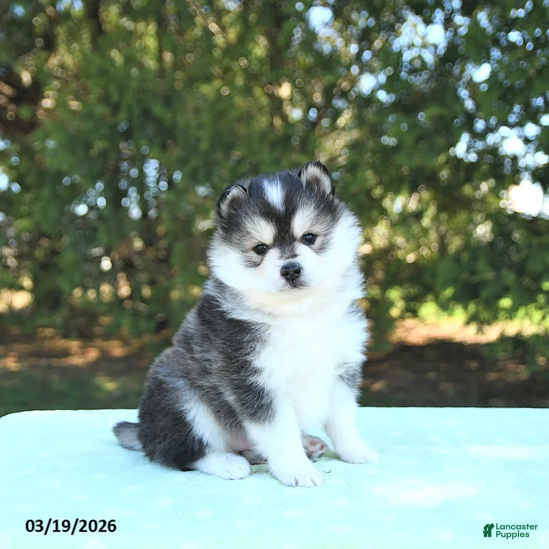 Pomsky dogs for sale: Harmony - Ad 2