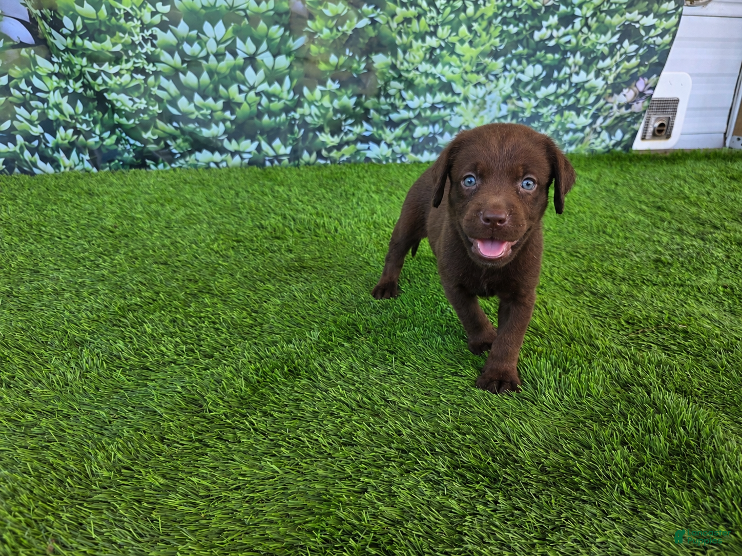 Labrador Retriever dogs Benny - Ad 23
