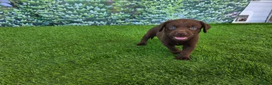 Benny