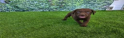 Labrador Retriever dogs for sale: Benny - Ad 1