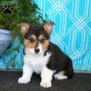 Welsh Corgi Pembroke dogs for sale: Welsh Corgi Pembroke 2 - Ad 14