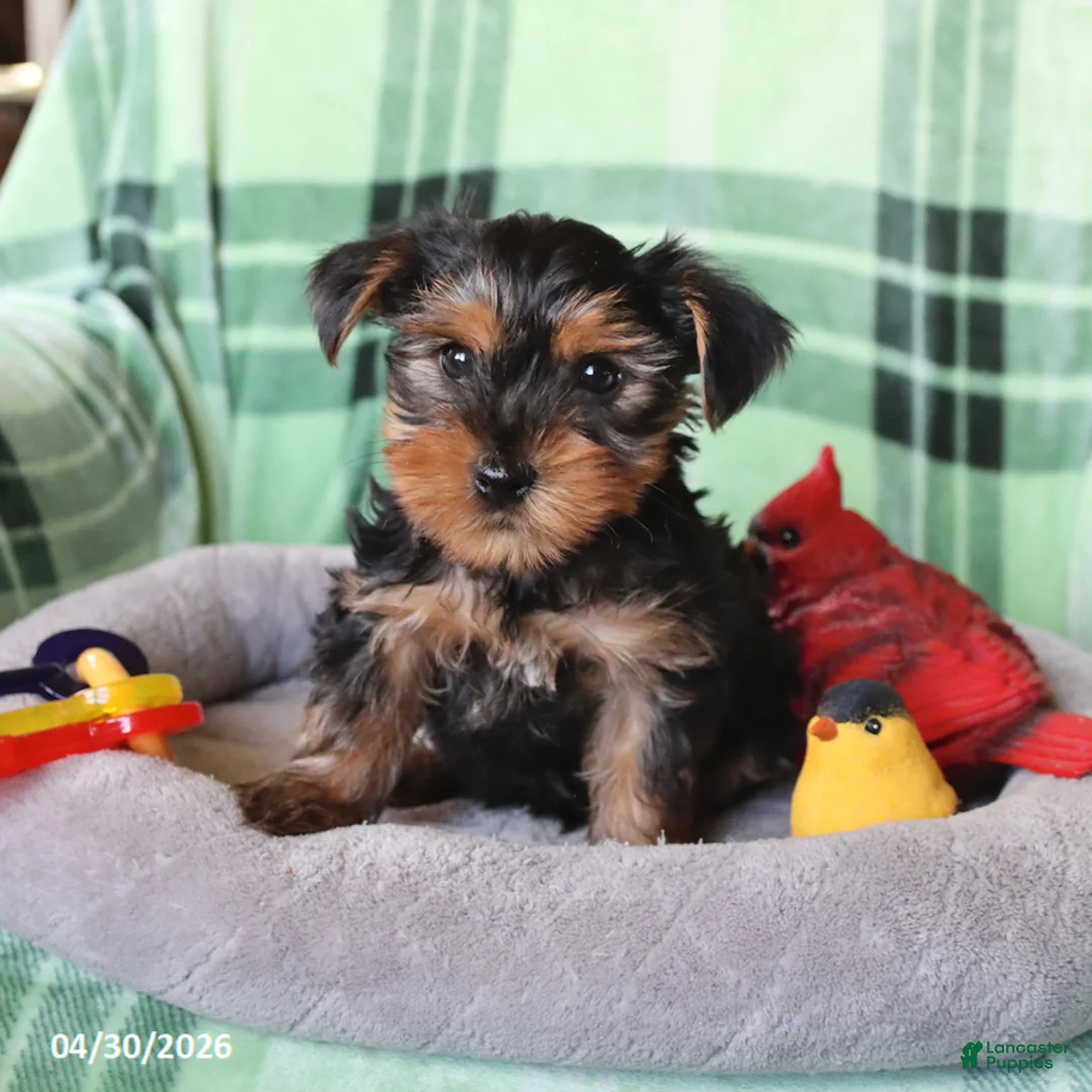 Yorkshire Terrier dogs for sale: Pepper - Ad 5