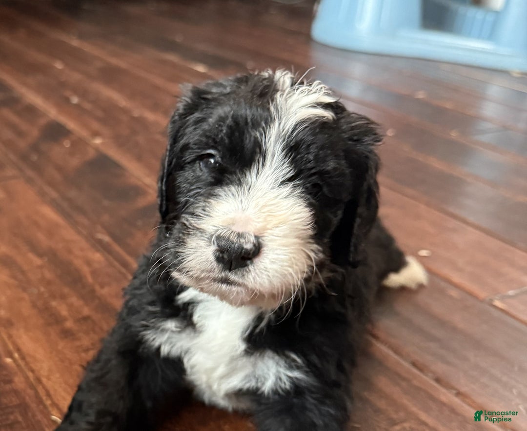 Bernedoodle dogs for sale: Laurel - Ad 4