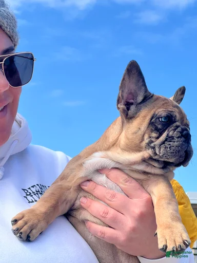 Gallery Image {{count}}