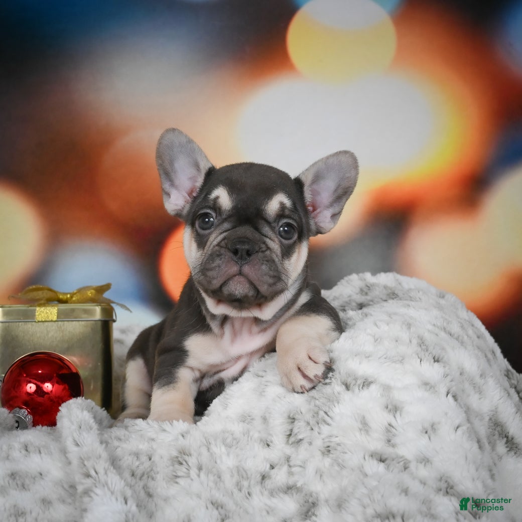 French Bulldog dogs Courtney - Ad 9