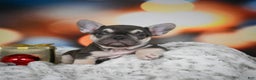 French Bulldog dogs for sale: Courtney - Ad 1