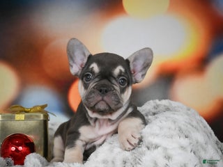 French Bulldog dogs for sale: Courtney - Ad 3