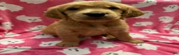 Golden Retriever dogs for sale: Mary - Ad 1