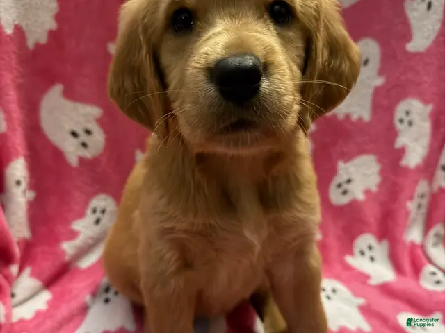 Golden Retriever dogs for sale: Mary - Ad 6